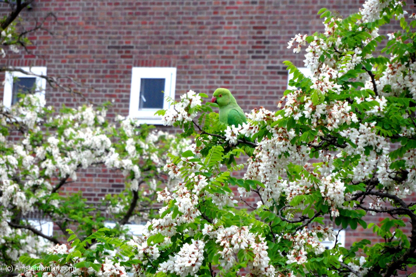 Amsterdam Pets_Gone_Wild