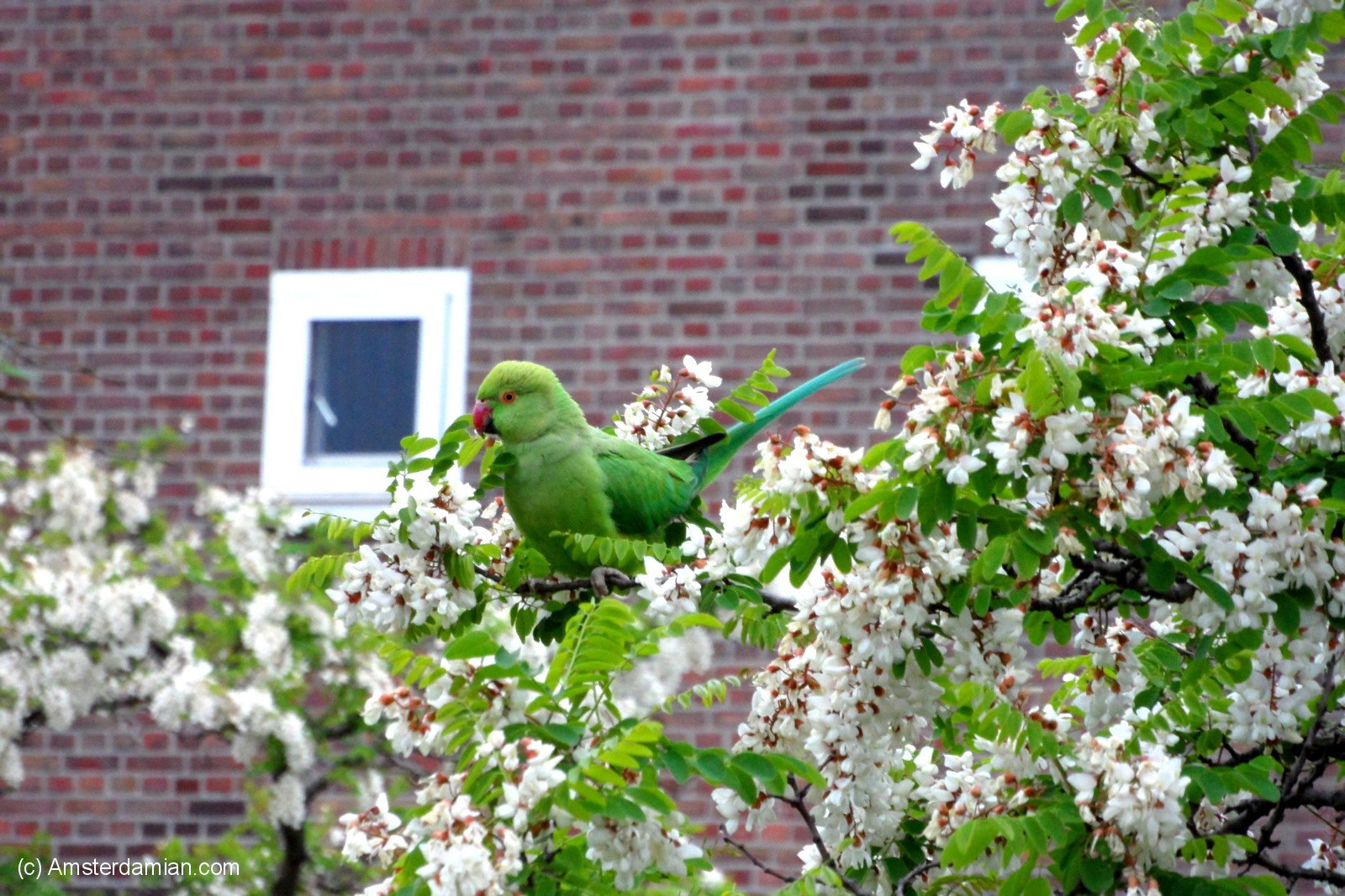 Amsterdam Pets_Gone_Wild_2