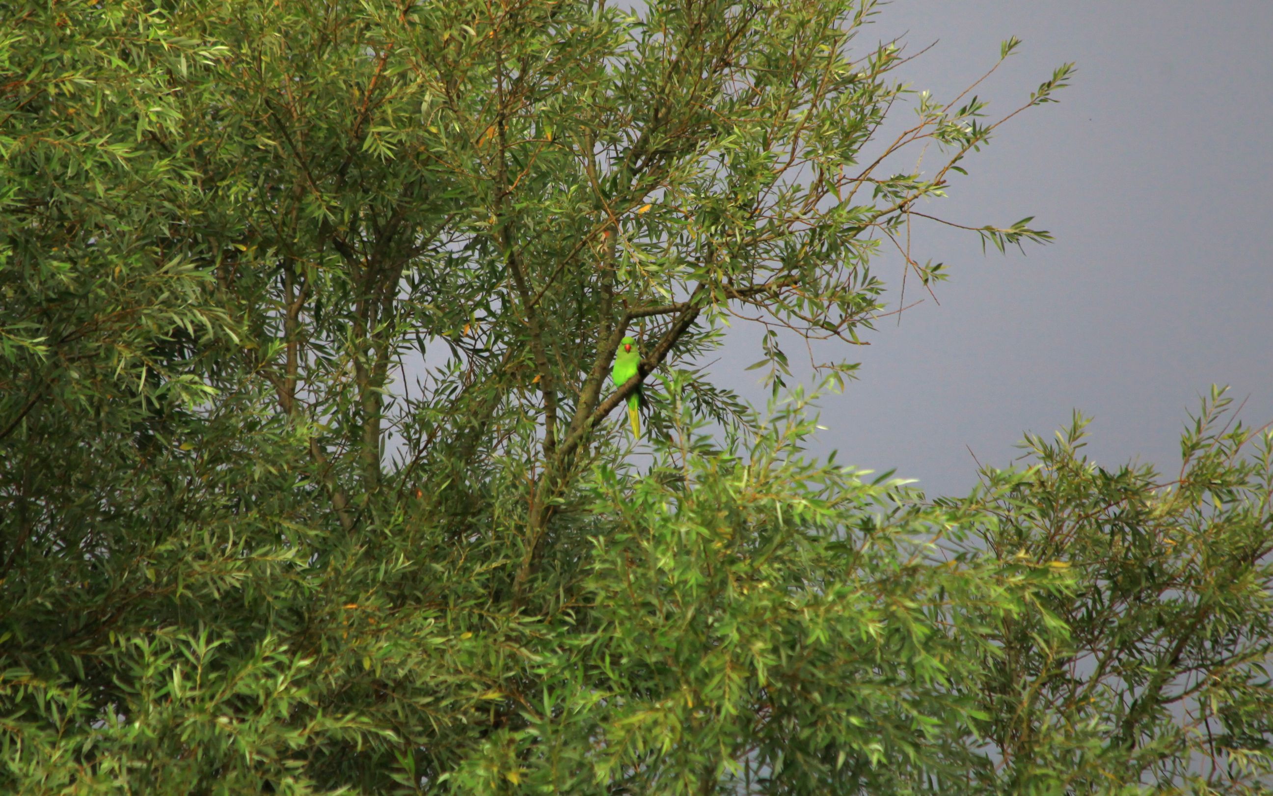 Parakeet in_Amsterdam