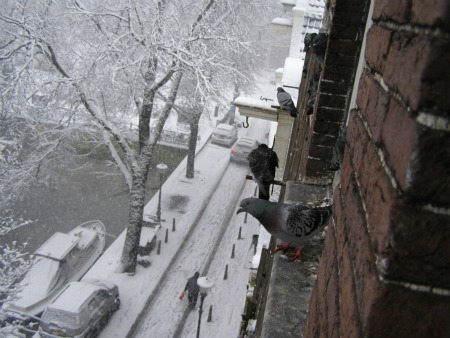 A few feathered friends look on as the snow falls on Geldersekade in Amsterdam