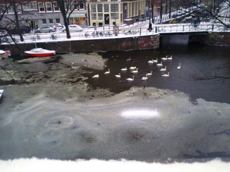 The Swans on the Gedersekade were trapped by ice 